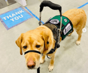 Cooper, a Yellow Labrador Service Dog is Jennifer's companion.